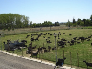 EXCURSIÓN INFANTIL LA PARDINA